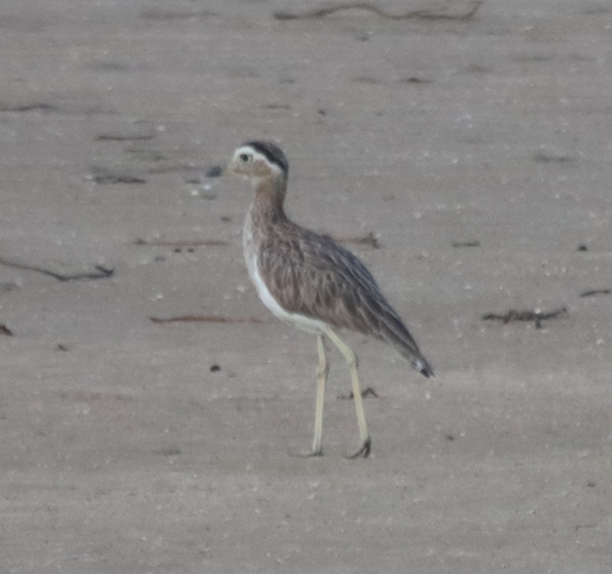 Double-striped Thick-knee - ML639917046
