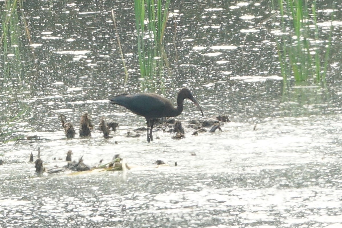 Ibis falcinelle - ML639917145