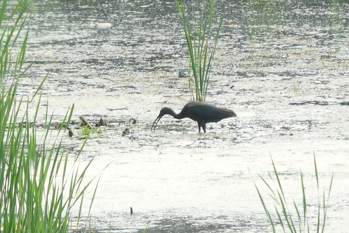 Ibis falcinelle - ML639917146