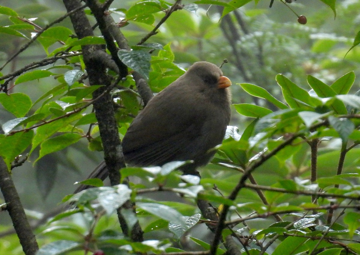 Grand Paradoxornis - ML639917192