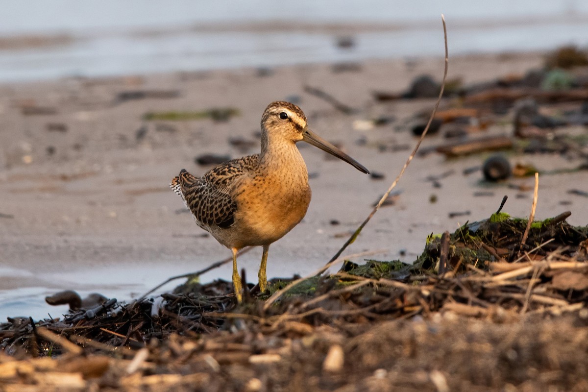 Short-billed Dowitcher - Sue Barth