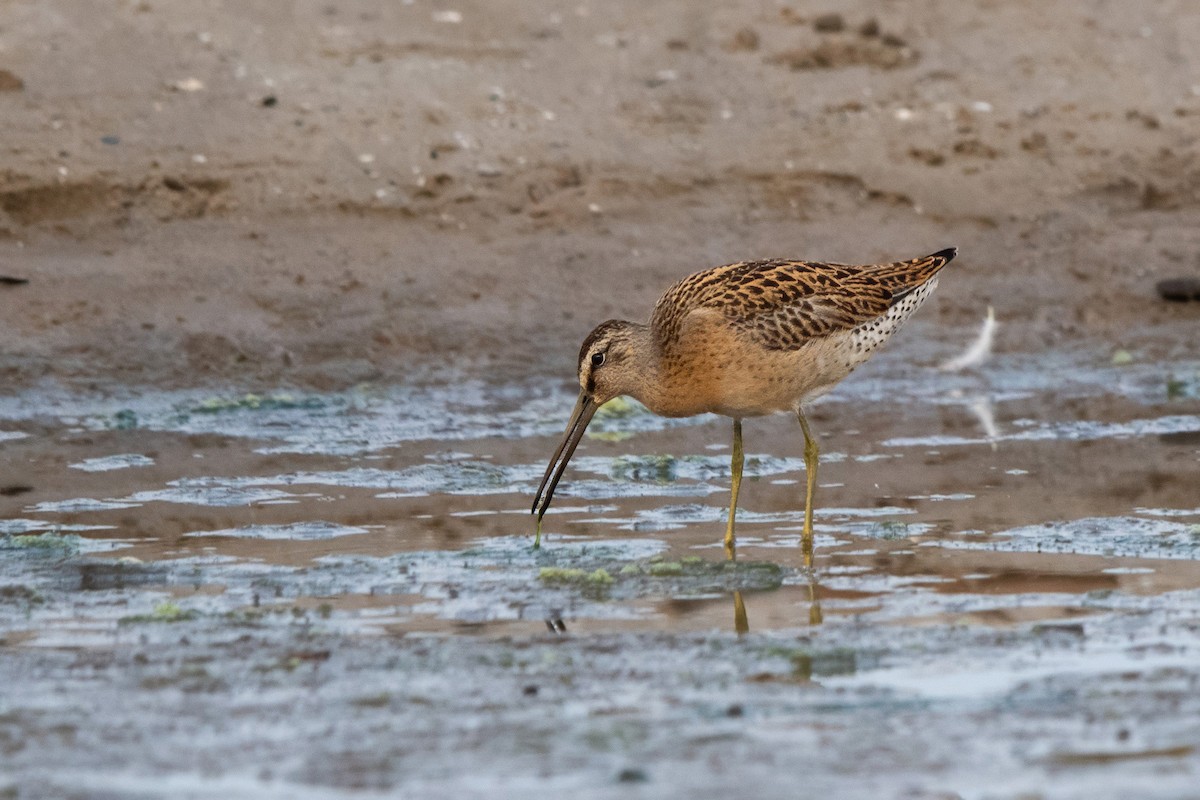 Short-billed Dowitcher - ML639917266