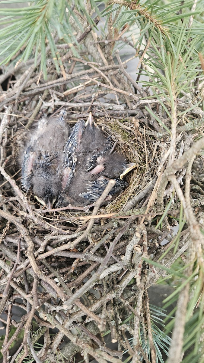 Northern Mockingbird - ML639917267