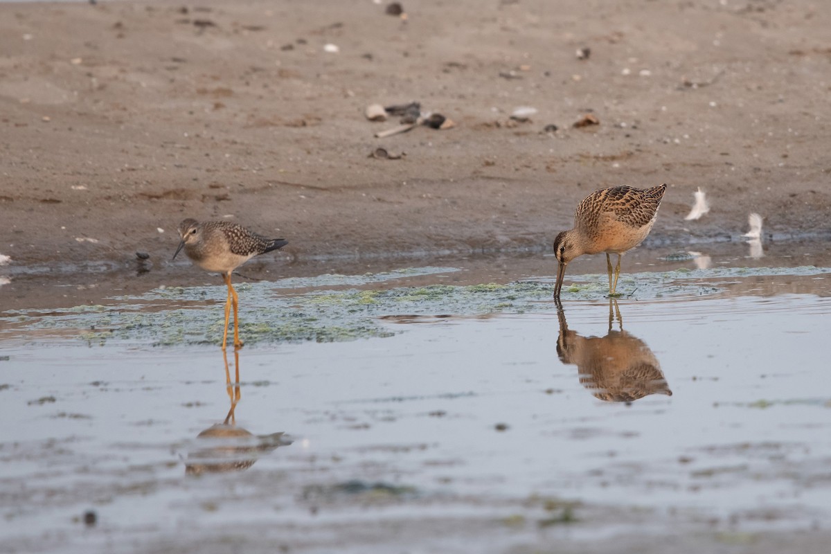 Short-billed Dowitcher - ML639917269