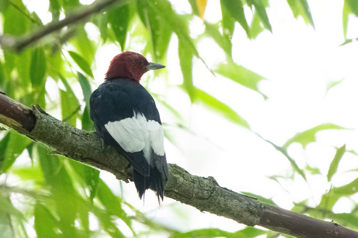 Red-headed Woodpecker - ML639917296