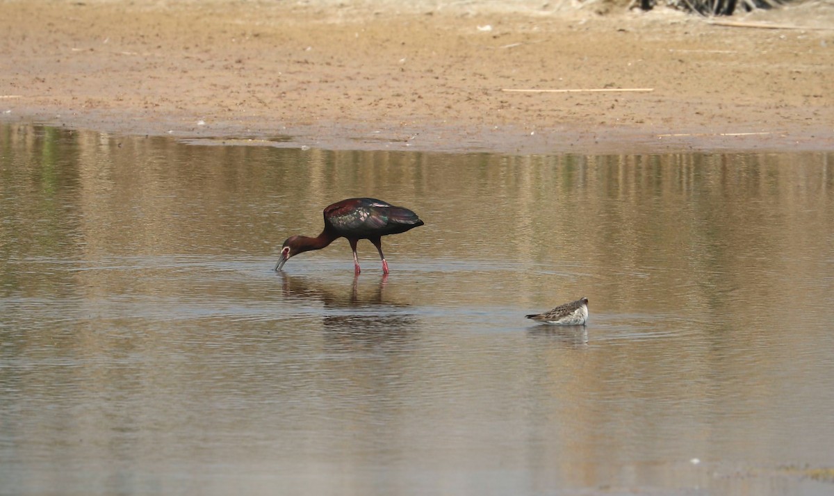 White-faced Ibis - ML639917353
