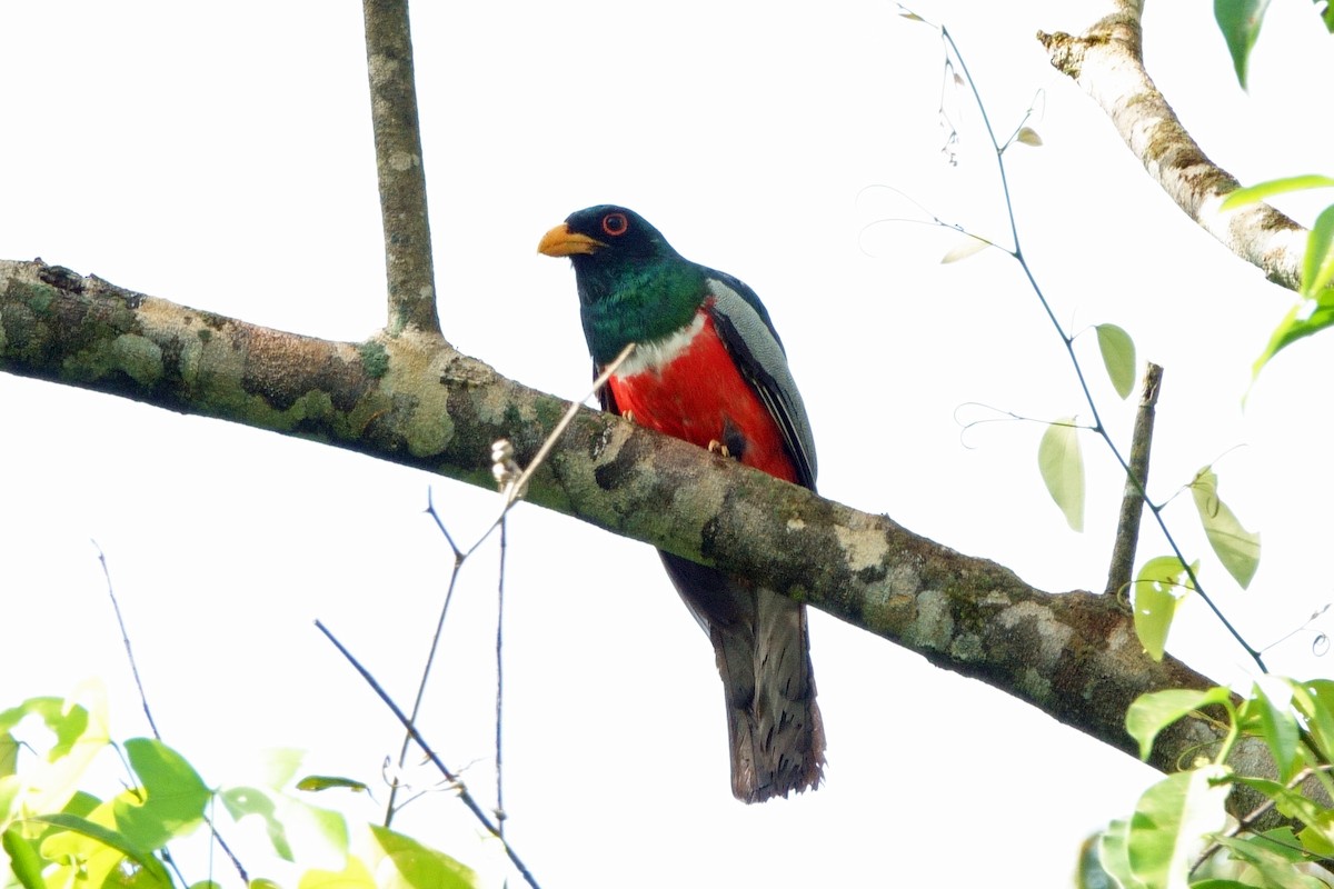 Black-tailed Trogon - ML639917366
