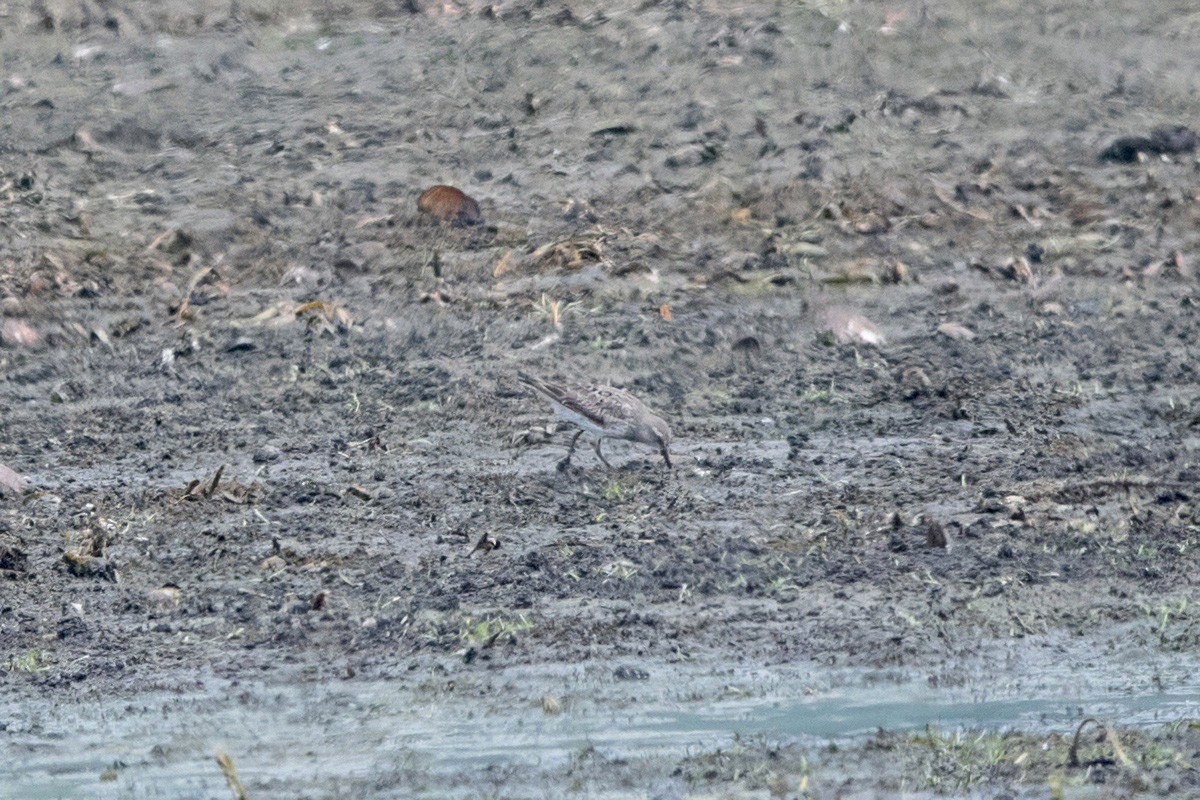 White-rumped Sandpiper - ML639917374