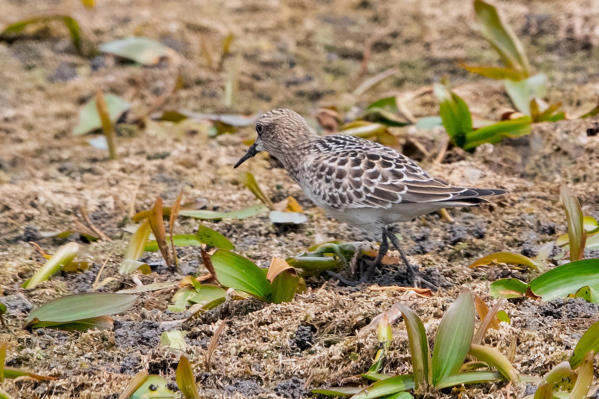Baird's Sandpiper - ML639917378