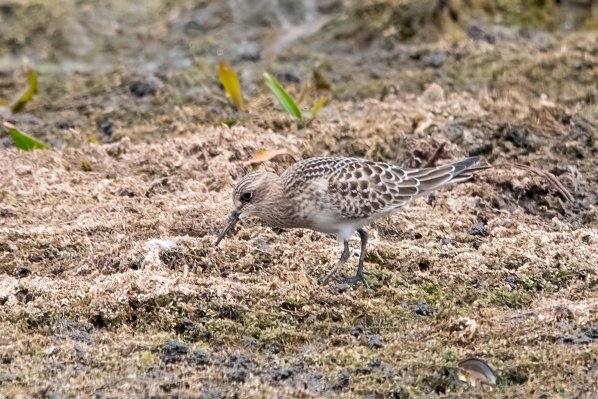 Baird's Sandpiper - ML639917379