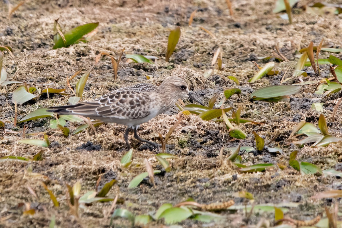 Baird's Sandpiper - ML639917381
