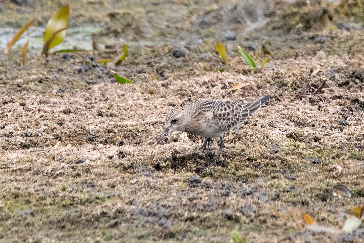 Baird's Sandpiper - ML639917382