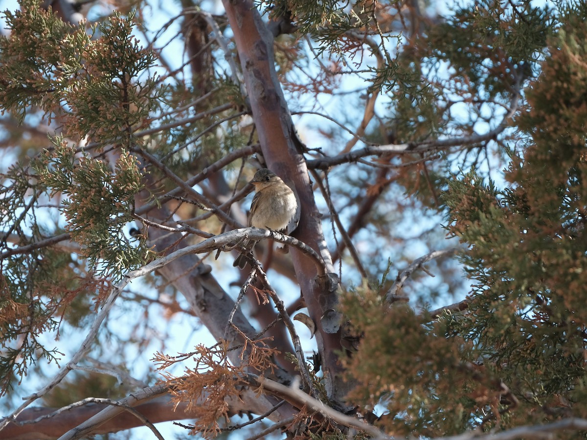Buff-breasted Flycatcher - ML639917488
