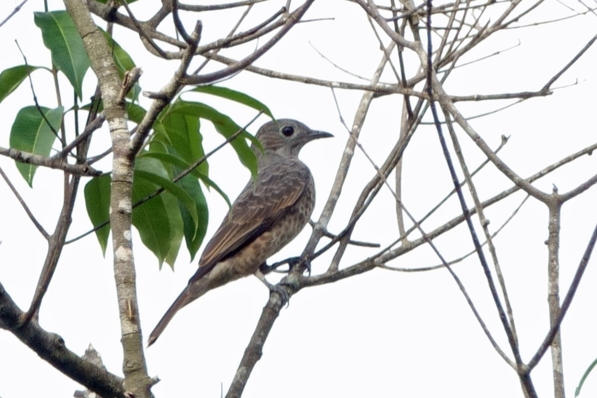 Purple-breasted Cotinga - ML639917497