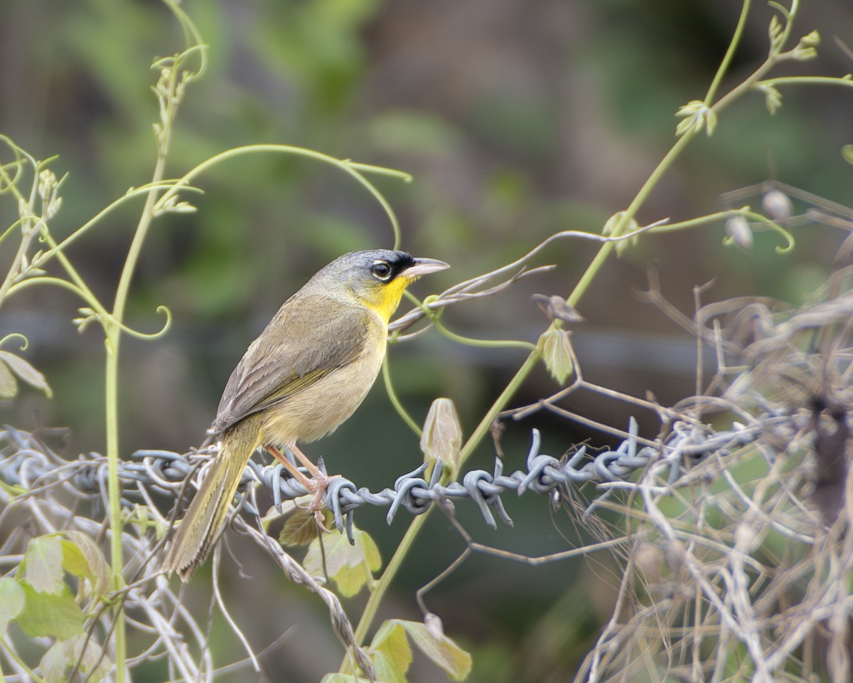Gray-crowned Yellowthroat - ML639917556