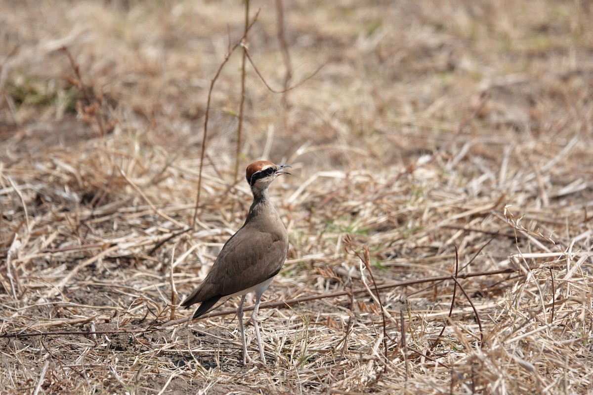 Temminck's Courser - ML639917560