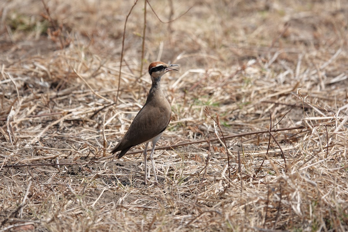 Temminck's Courser - ML639917562