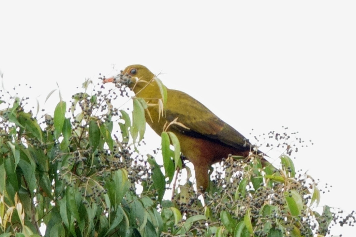 Green Oropendola - ML639917572