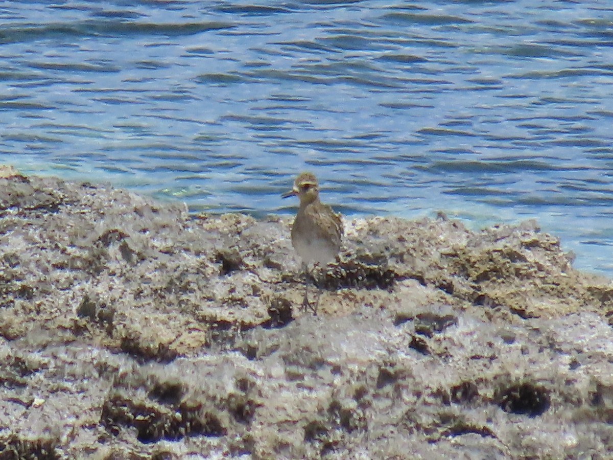 Pacific Golden-Plover - ML639917573