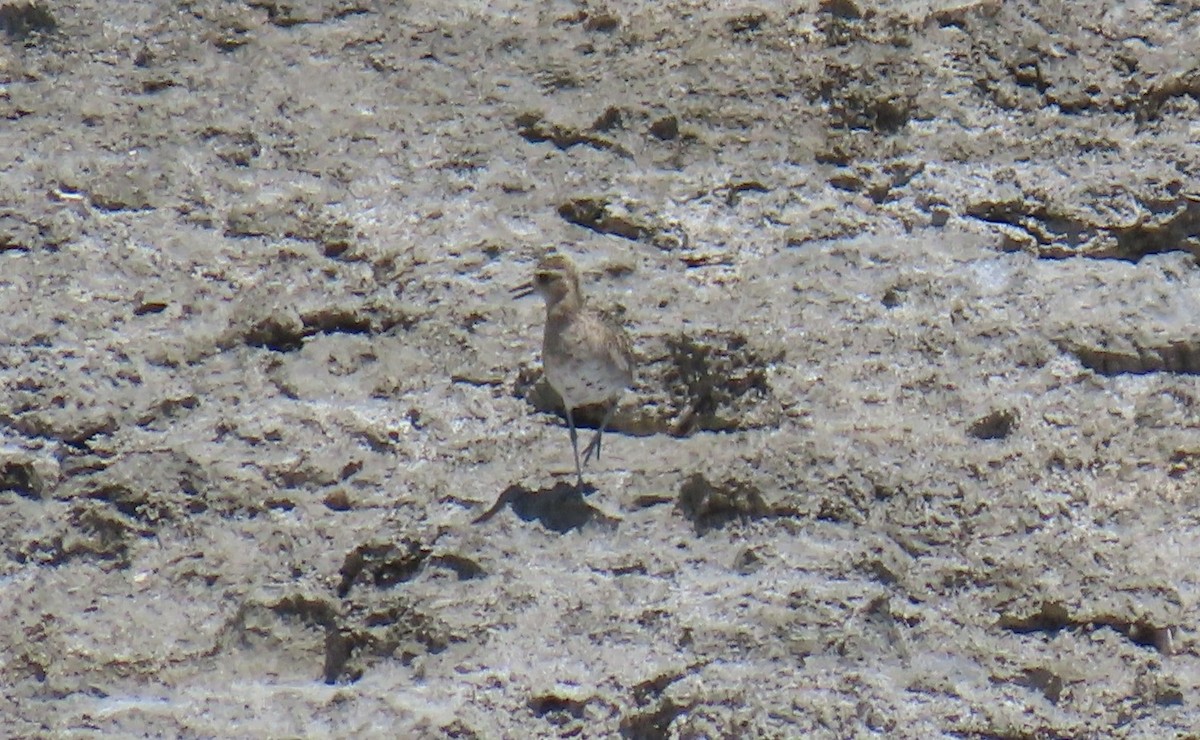 Pacific Golden-Plover - ML639917575