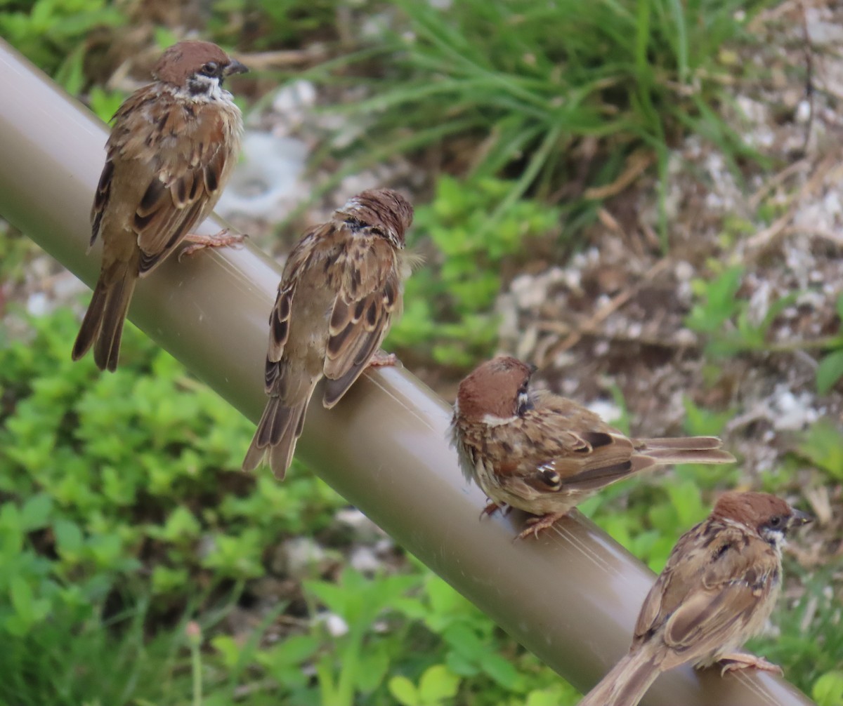 Eurasian Tree Sparrow - ML639917586