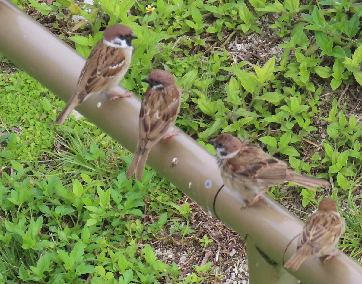 Eurasian Tree Sparrow - ML639917587