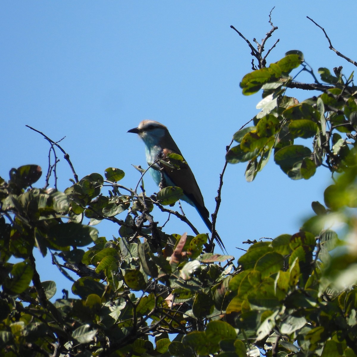 Racket-tailed Roller - ML639917593