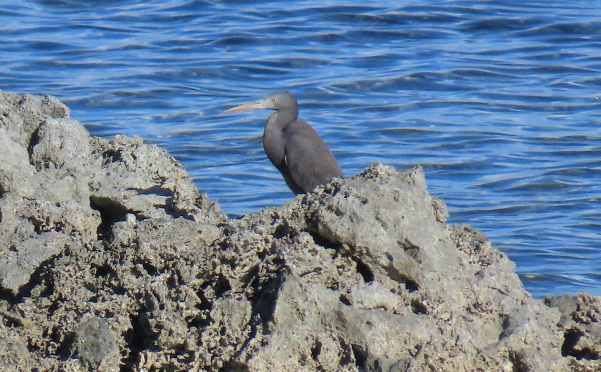 Pacific Reef-Heron - ML639917600