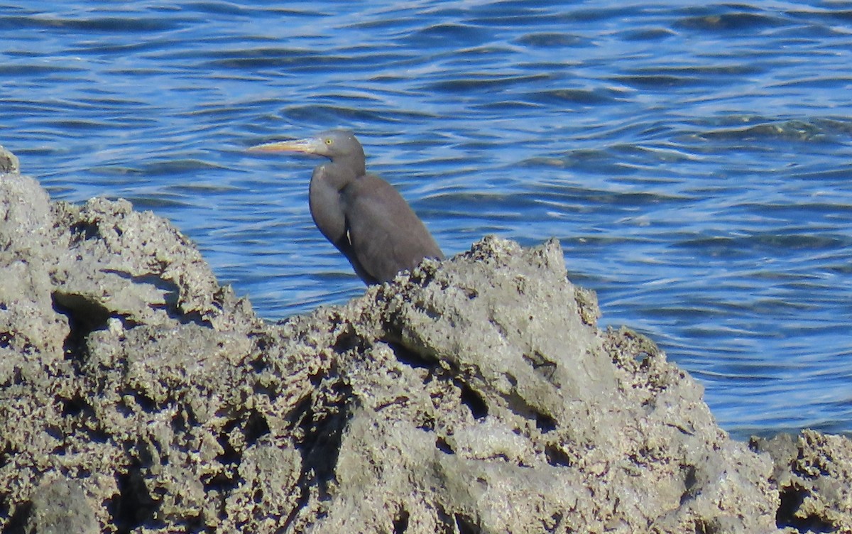 Pacific Reef-Heron - ML639917601