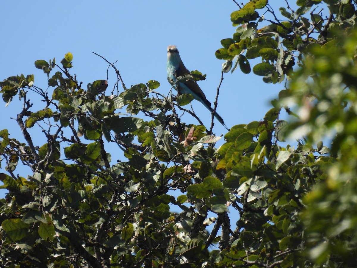 Racket-tailed Roller - ML639917603