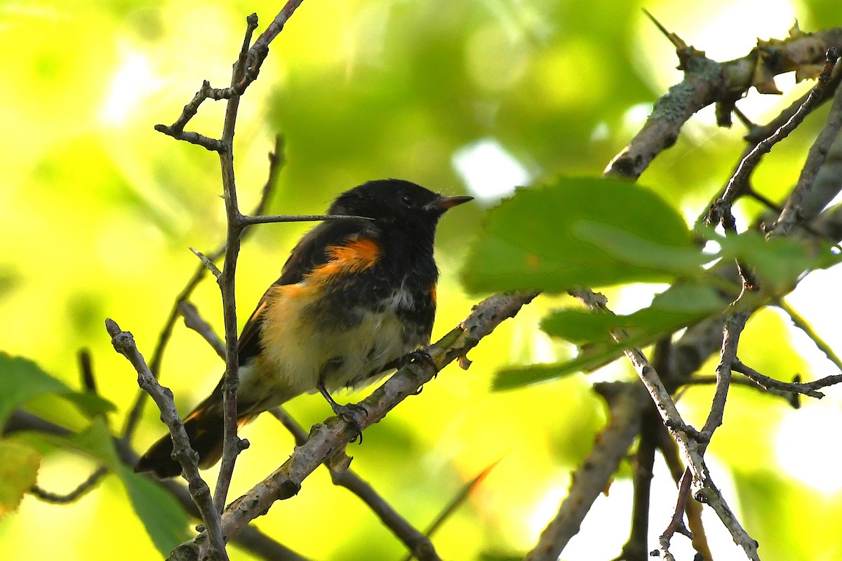 American Redstart - ML639917686