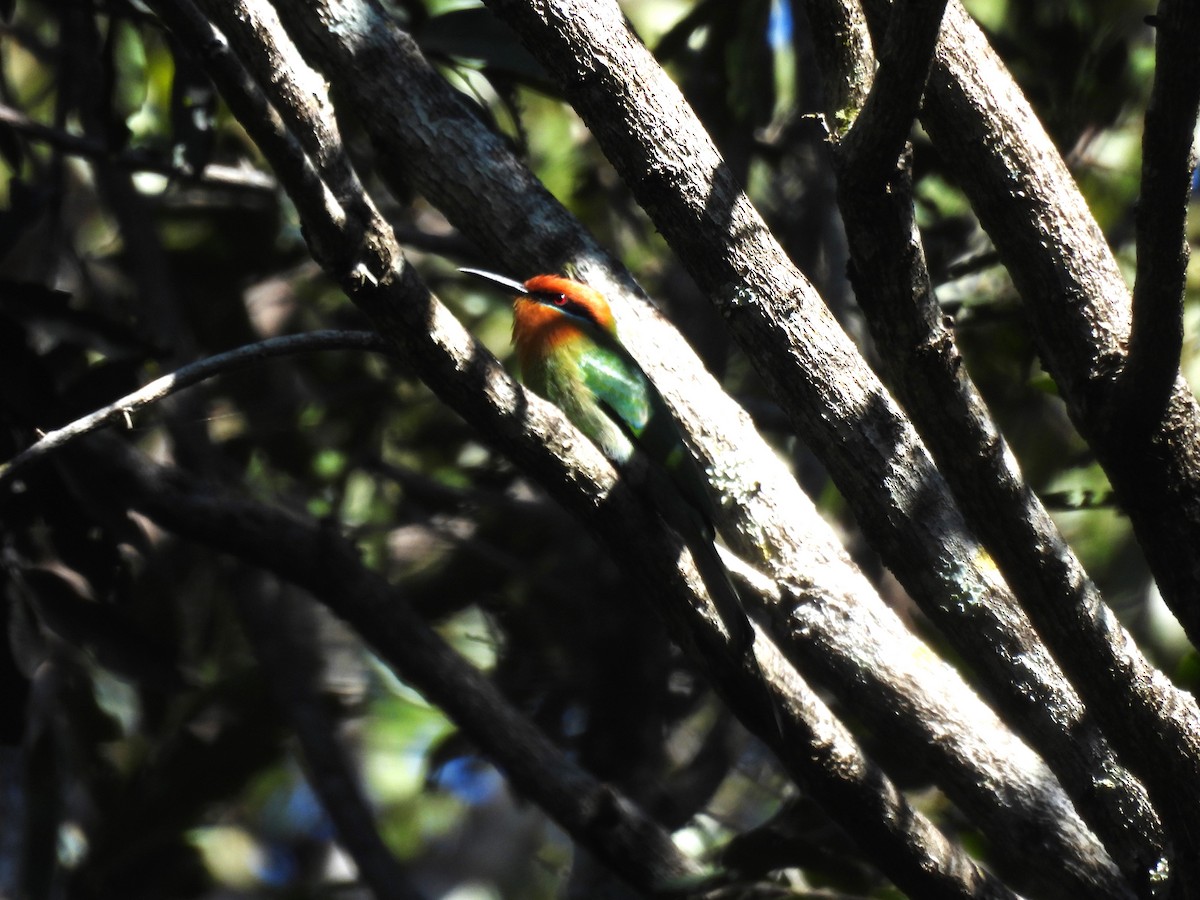 Böhm's Bee-eater - ML639917724