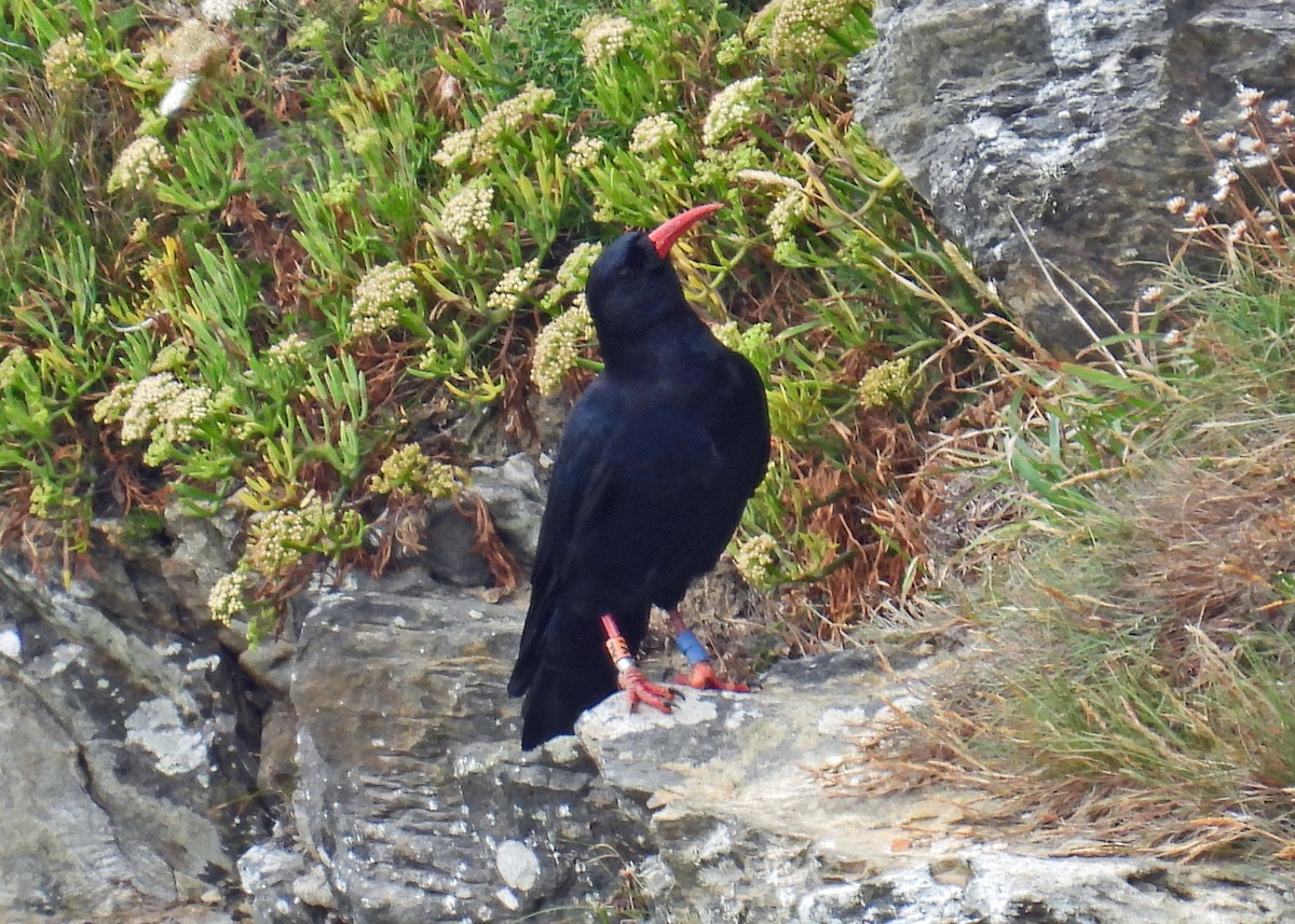 Red-billed Chough - ML639917728