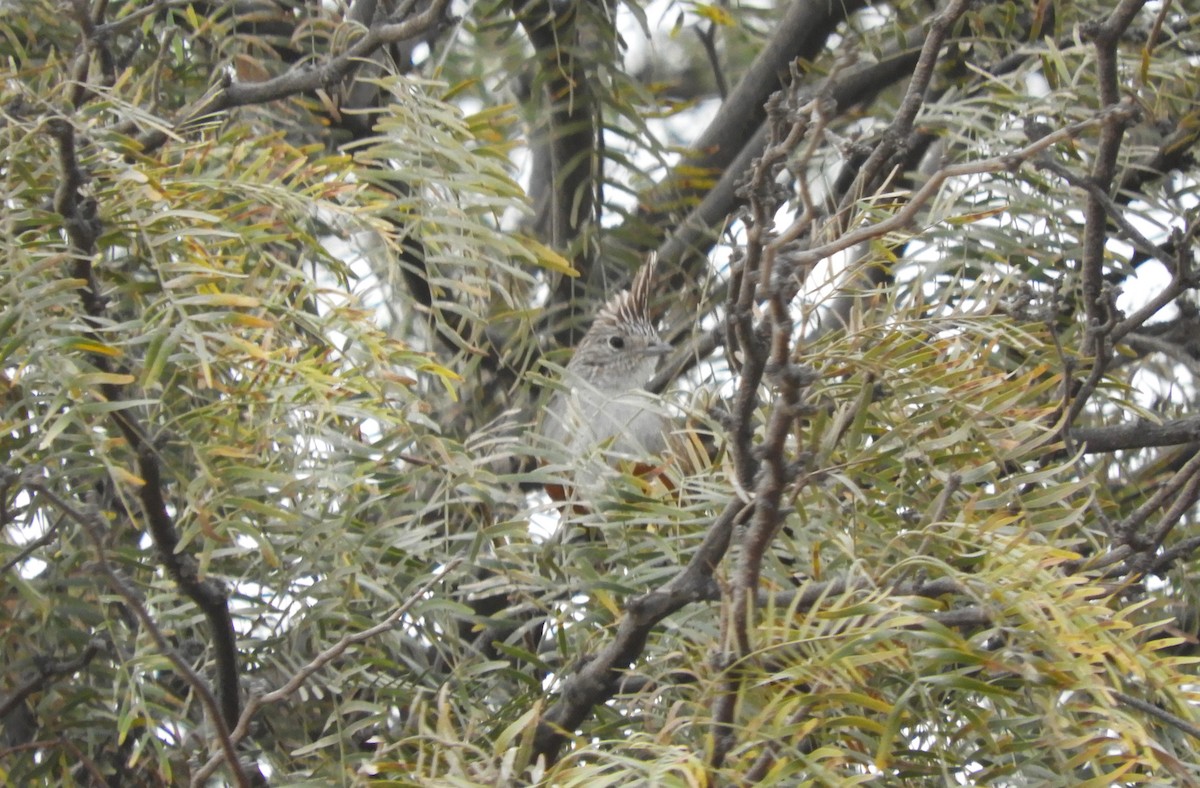 Crested Gallito - ML639917735