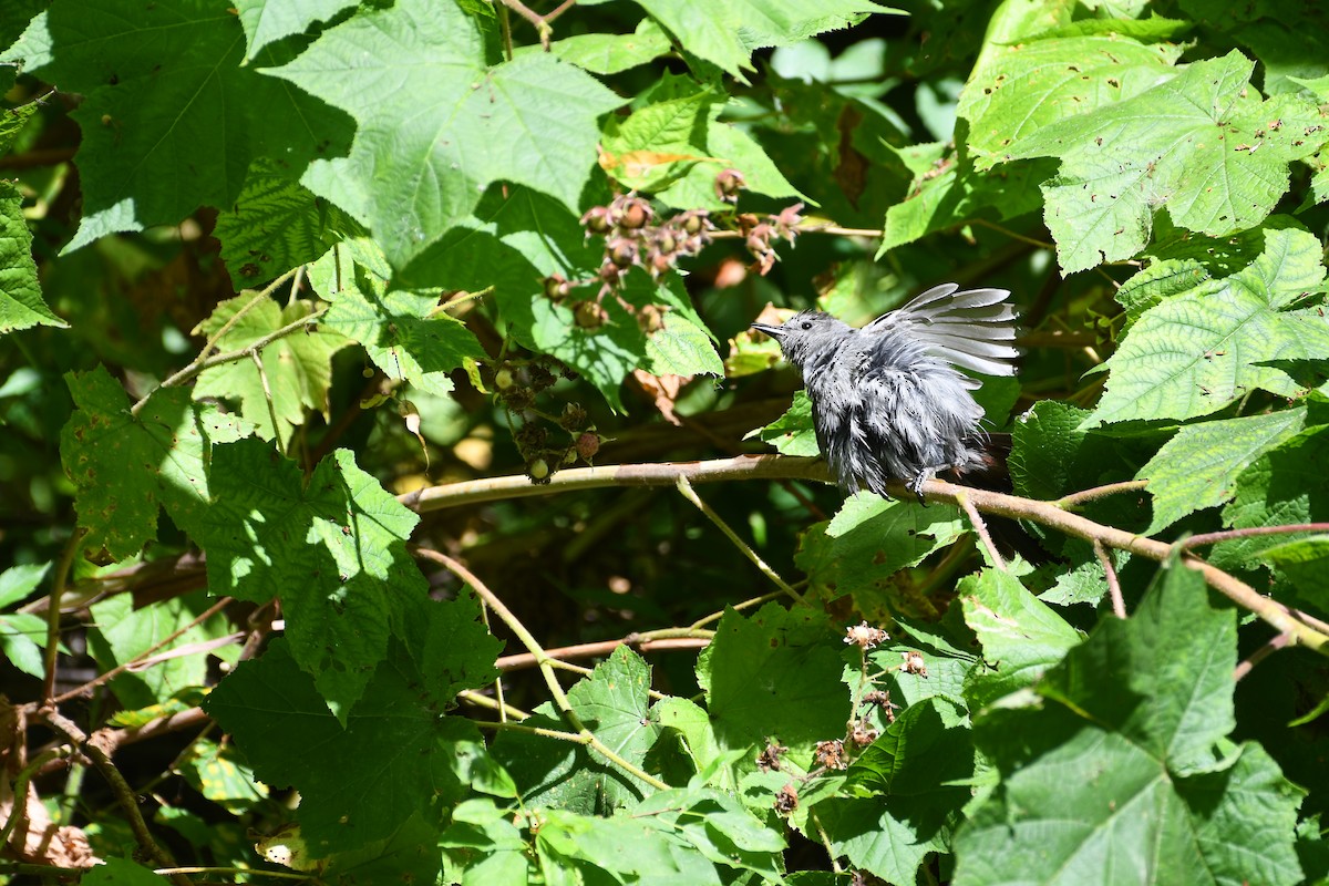 Gray Catbird - ML639917736