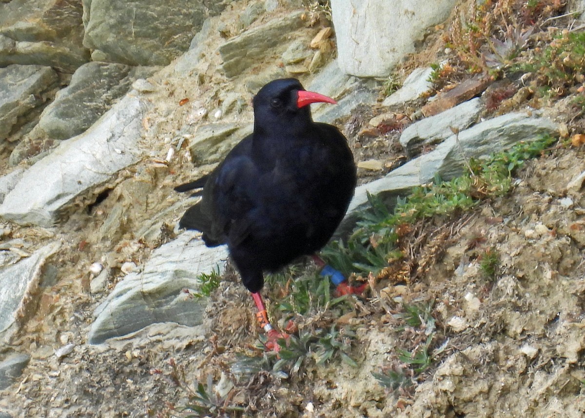 Red-billed Chough - ML639917743