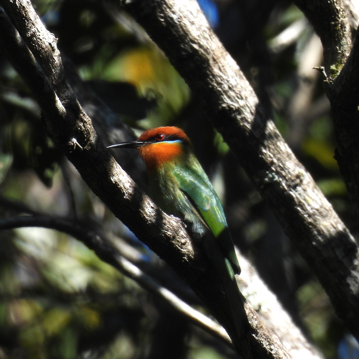 Böhm's Bee-eater - ML639917782