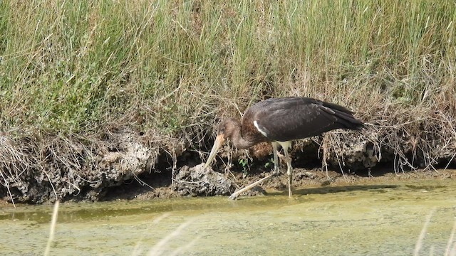Black Stork - ML639917783