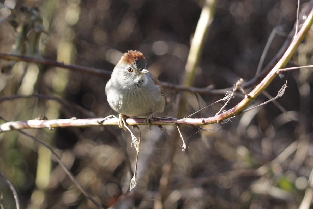 Sooty-fronted Spinetail - ML639917908