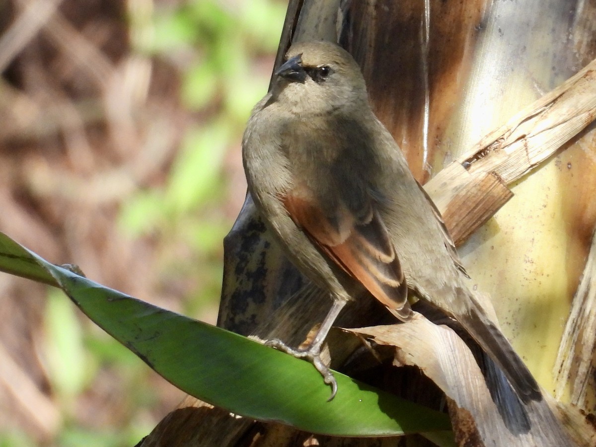 Grayish Baywing - ML639917919