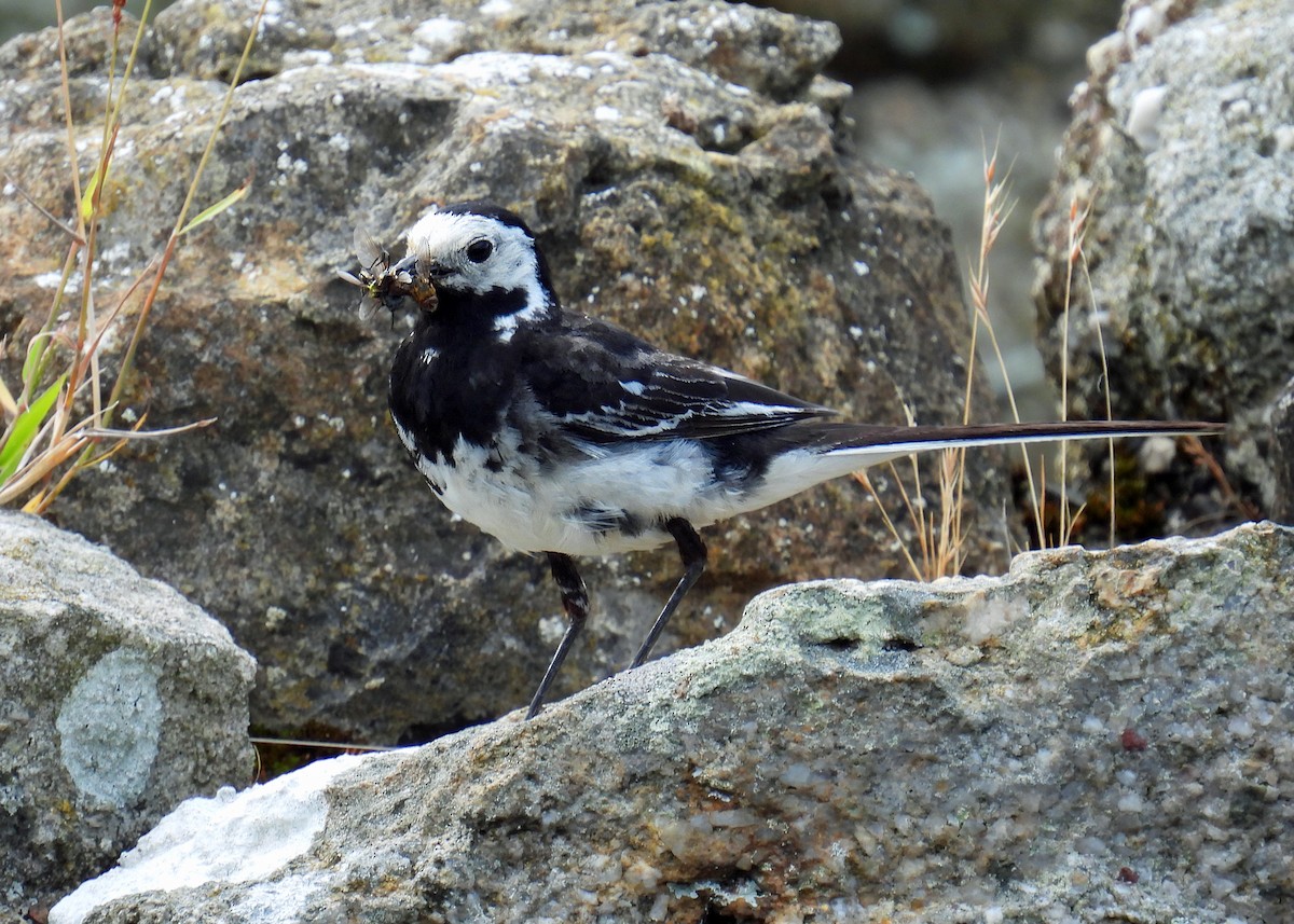 White Wagtail - ML639917938