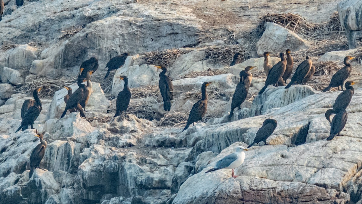 Double-crested Cormorant - ML639917976