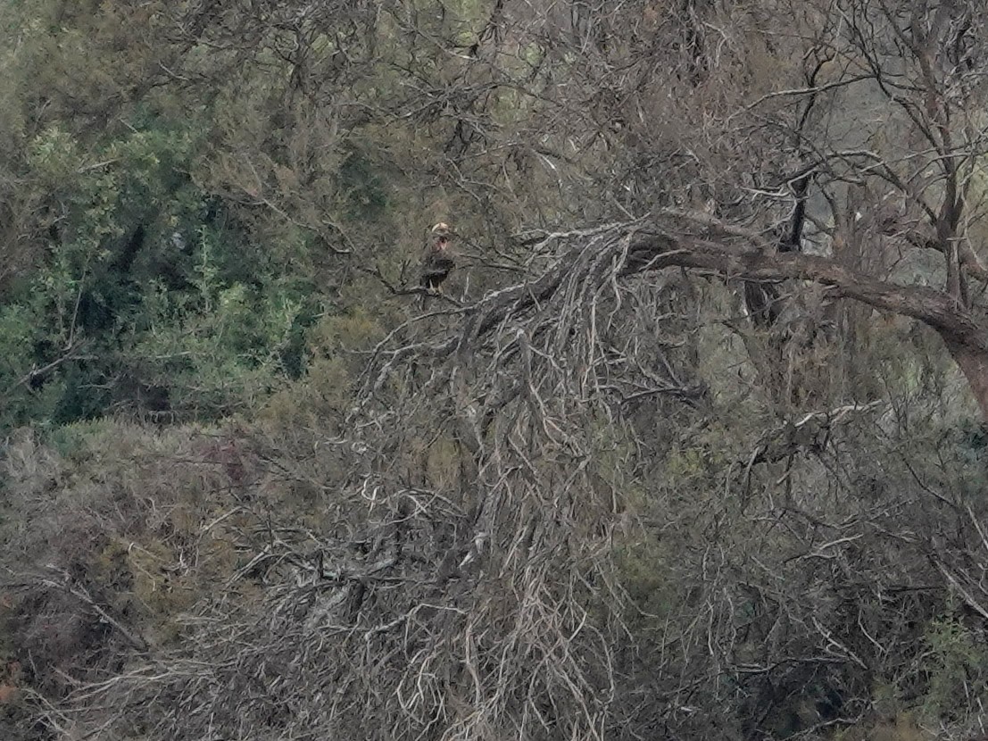 Western Marsh Harrier - ML639918017