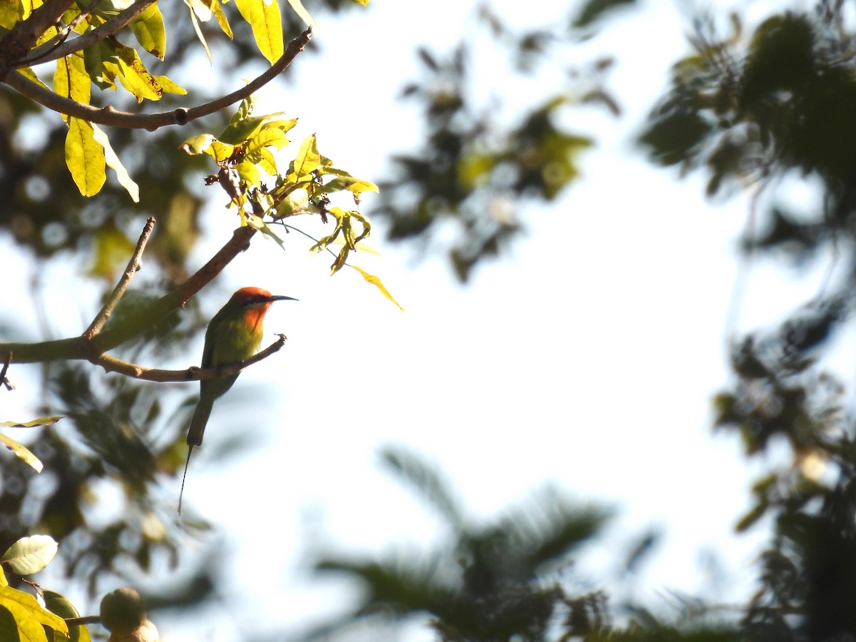 Böhm's Bee-eater - ML639918042