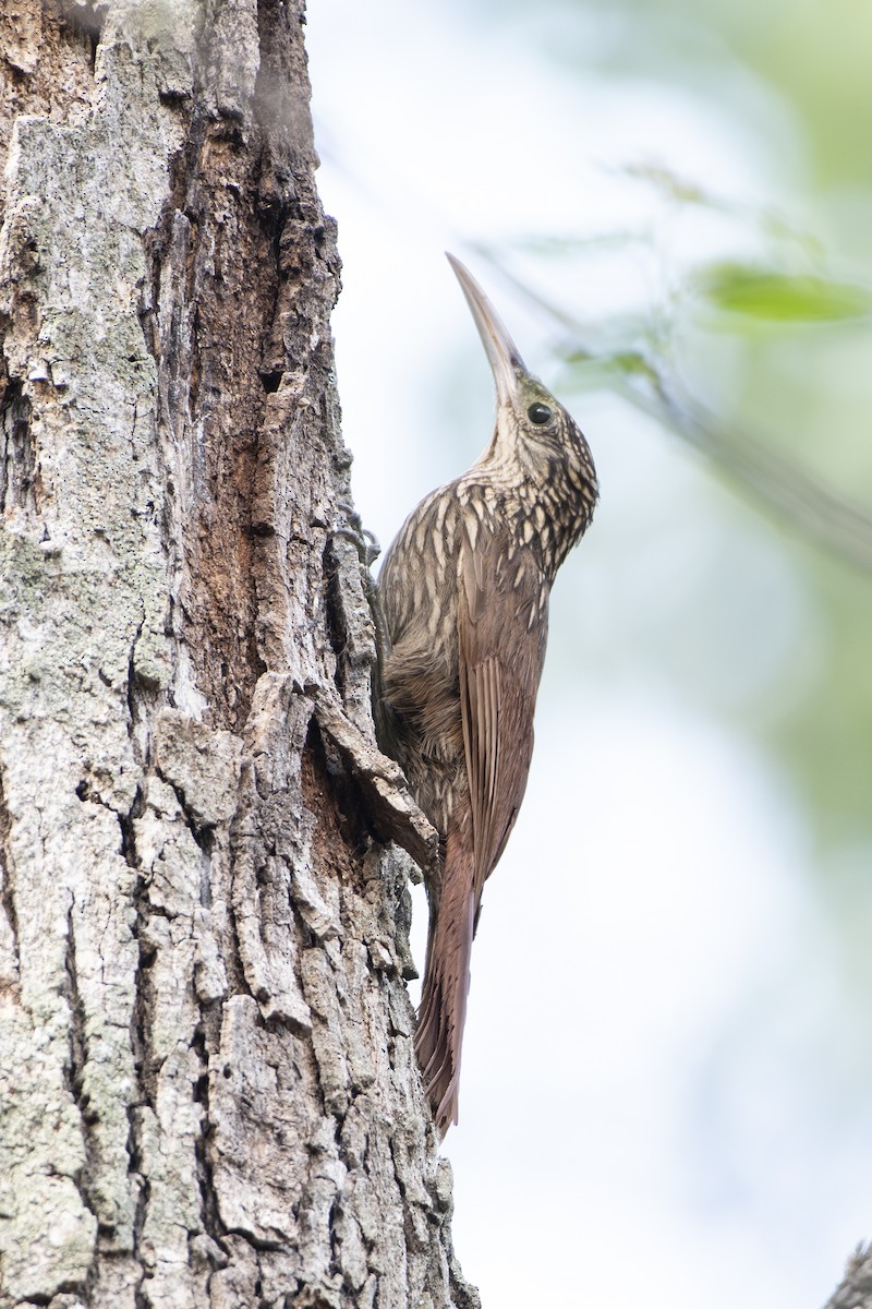 Ivory-billed Woodcreeper - ML639918063