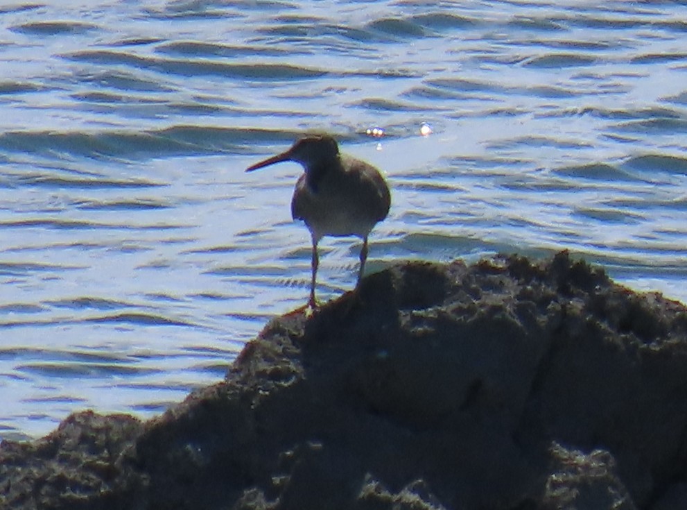 Gray-tailed Tattler - ML639918074