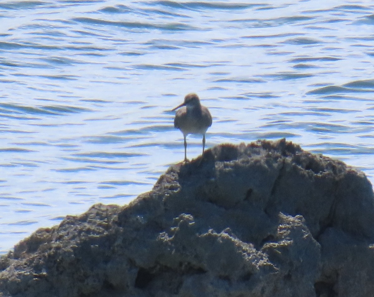 Gray-tailed Tattler - ML639918075