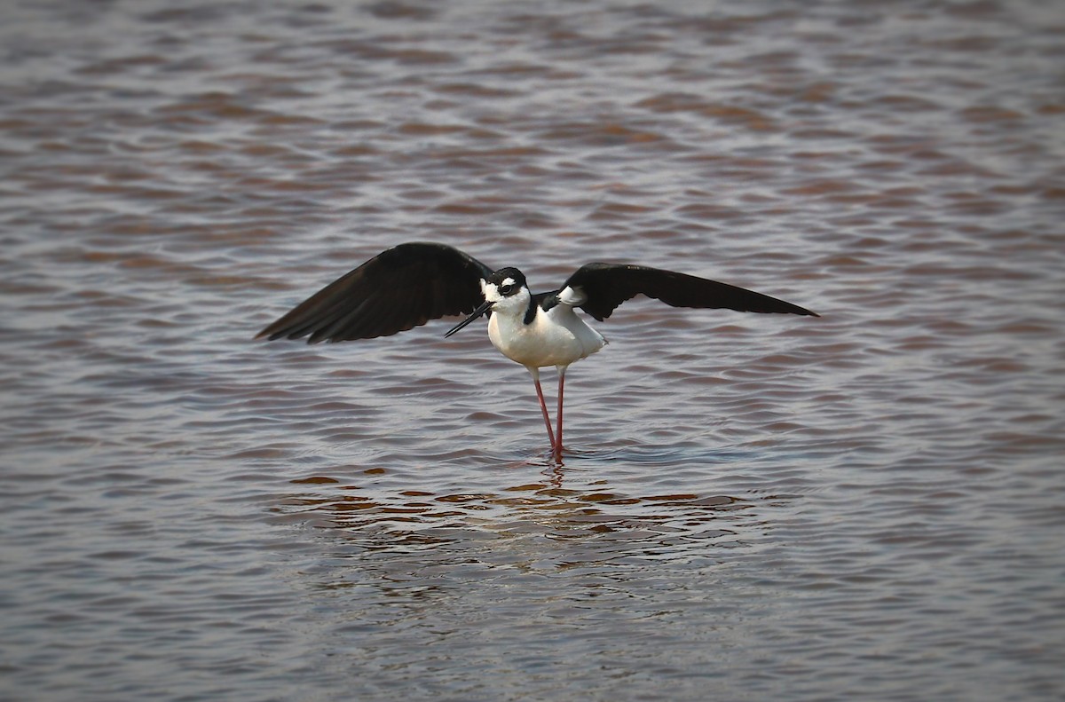 Black-necked Stilt - ML639918079