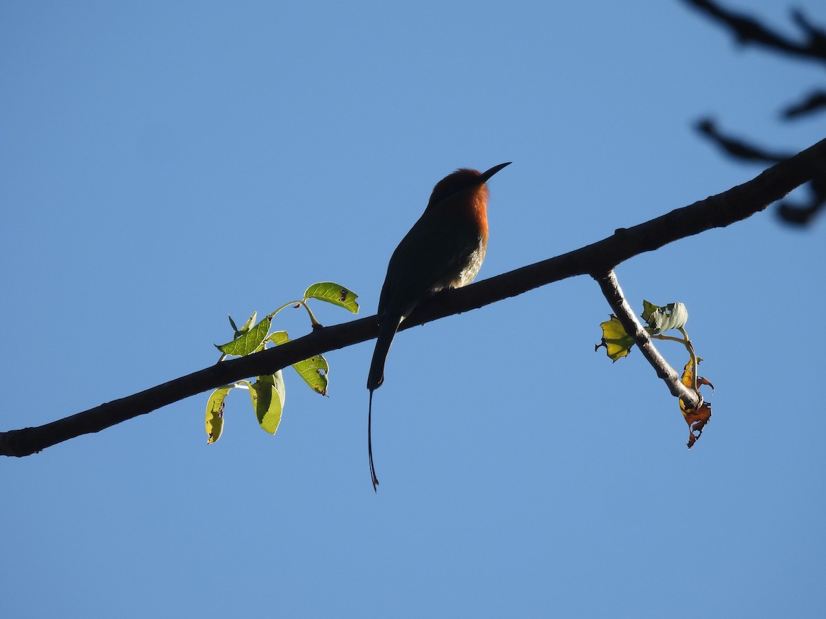 Böhm's Bee-eater - ML639918086