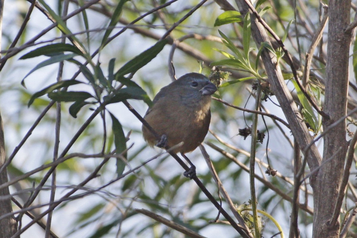 Glaucous-blue Grosbeak - ML639918090